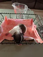 Girl 2, a female Havanese and Shih Tzu for sale in Mitchell, SD – Photo 3 of 3