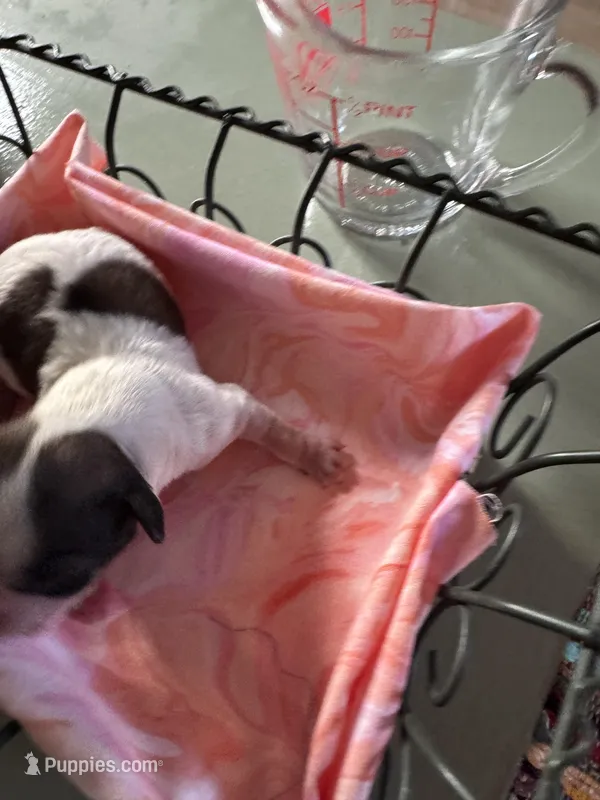 Girl 4 – Havanese, Shih Tzu puppy for sale in Mitchell, SD