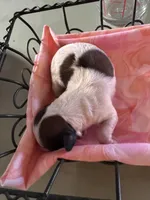 Girl 4, a female Havanese and Shih Tzu for sale in Mitchell, SD – Photo 2 of 2