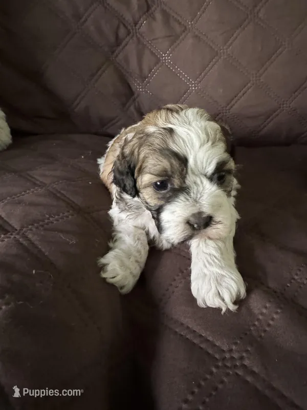 Girl 4 – Havanese, Shih Tzu puppy for sale in Mitchell, SD