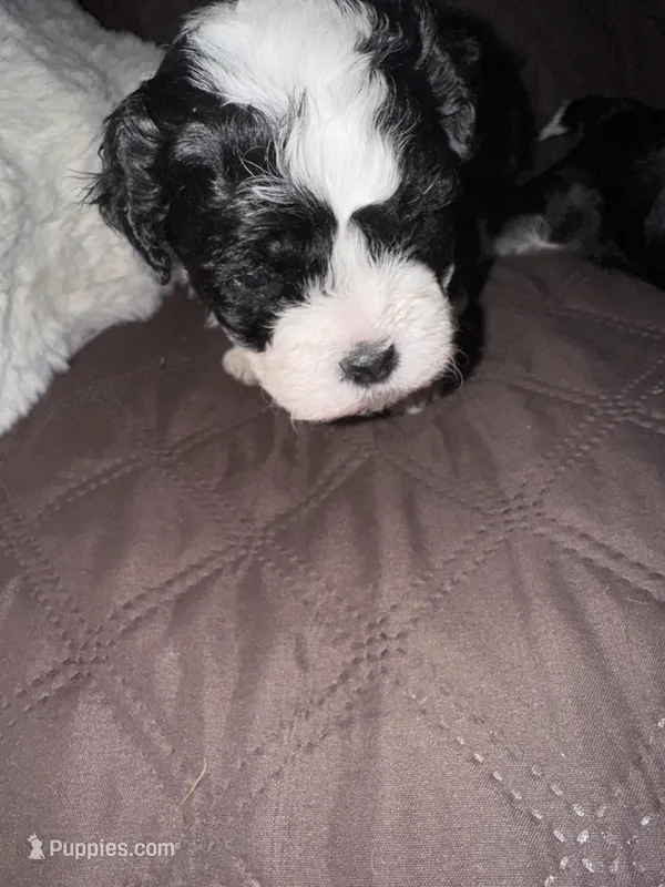 Tuff – Havanese, Shih Tzu puppy for sale in Mitchell, SD