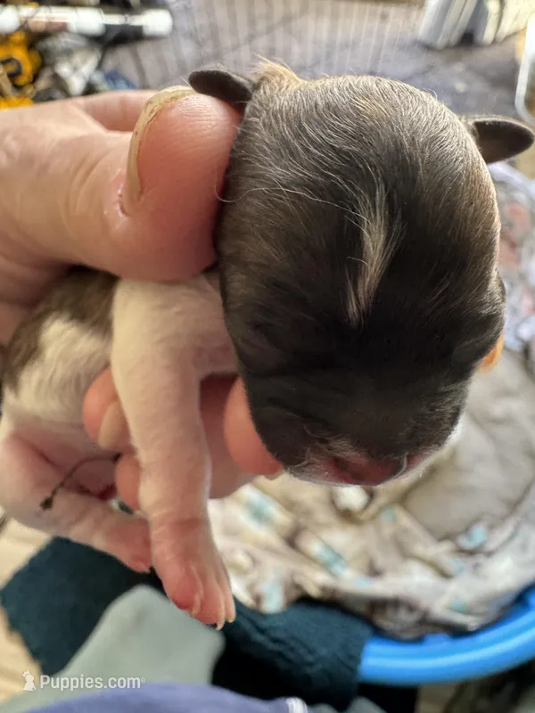 Girl 1 – Havanese, Shih Tzu puppy for sale in Mitchell, SD