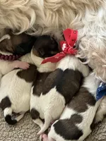 Girl 1, a female Havanese and Shih Tzu for sale in Mitchell, SD – Photo 2 of 2