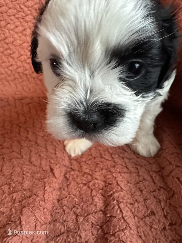 AJ – Havanese, Shih Tzu puppy for sale in Mitchell, SD
