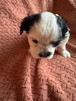 AJ, a male Havanese and Shih Tzu for sale in Mitchell, SD – Photo 2 of 2