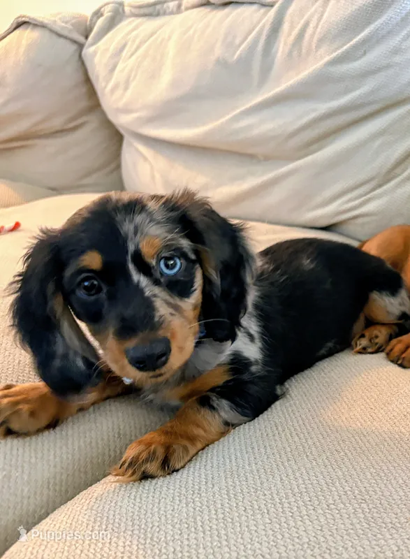Rosie  – Miniature Dachshund puppy for sale in Snohomish, WA