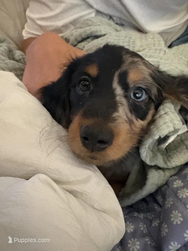 Rosie  – Miniature Dachshund puppy for sale in Snohomish, WA
