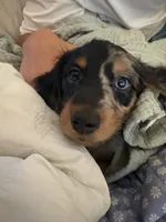 Rosie , a female Miniature Dachshund for sale in Snohomish, WA – 1 of 6
