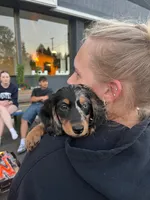 Rosie , a female Miniature Dachshund for sale in Snohomish, WA – 2 of 6