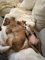 Rosie , a female Miniature Dachshund for sale in Snohomish, WA – 3 of 6