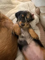 Rosie , a female Miniature Dachshund for sale in Snohomish, WA – 4 of 6