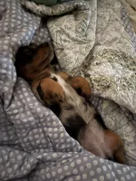 Rosie , a female Miniature Dachshund for sale in Snohomish, WA – 5 of 6