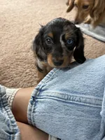 Rosie , a female Miniature Dachshund for sale in Snohomish, WA – 6 of 6