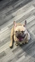 Lilo, a female French Bulldog for sale in Irving, TX – 1 of 2