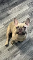 Lilo, a female French Bulldog for sale in Irving, TX – 2 of 2