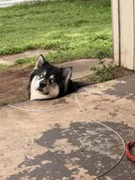 Ghost, a male Australian Shepherd and Alaskan Husky for sale in Morrison, OK – Photo 4 of 8