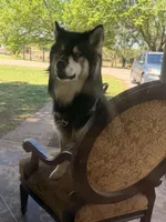 Ghost, a male Australian Shepherd and Alaskan Husky for sale in Morrison, OK – Photo 6 of 8