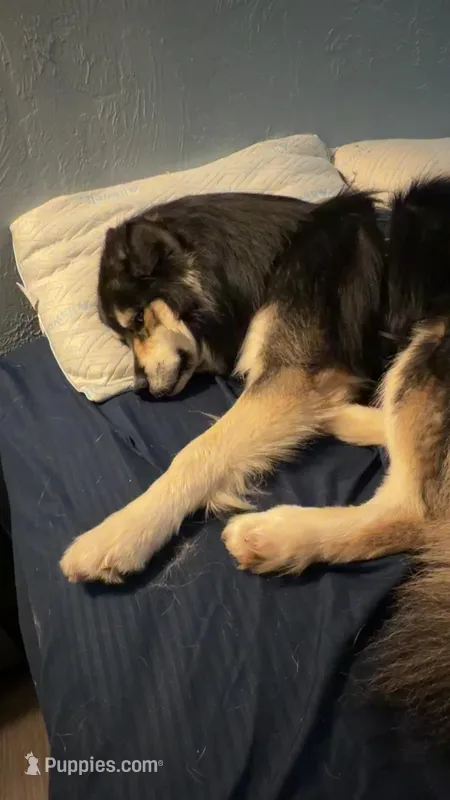 Ghost – Australian Shepherd, Alaskan Husky puppy for sale in Morrison, OK