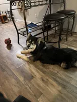 Ghost, a male Australian Shepherd and Alaskan Husky for sale in Morrison, OK – Photo 5 of 8