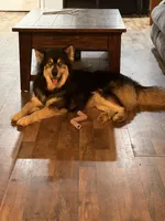 Ghost, a male Australian Shepherd and Alaskan Husky for sale in Morrison, OK – Photo 3 of 8