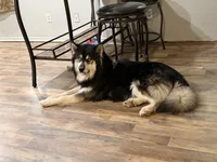 Ghost, a male Australian Shepherd and Alaskan Husky for sale in Morrison, OK – Photo 8 of 8