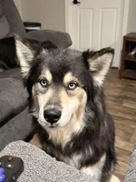 Ghost, a male Australian Shepherd and Alaskan Husky for sale in Morrison, OK – Photo 7 of 8