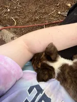 Luna, a female Australian Shepherd for sale in Morrison, OK – Photo 2 of 2