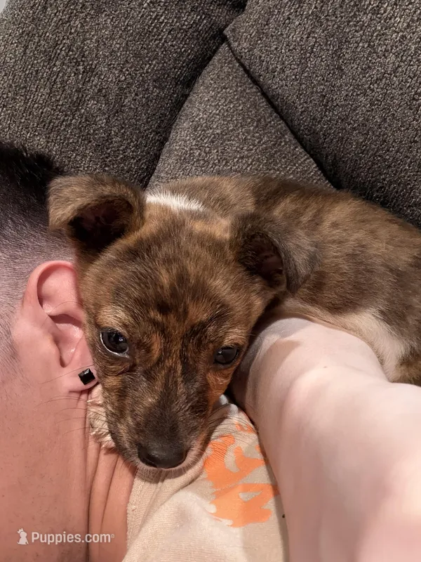 Luna – Australian Shepherd puppy for sale in Morrison, OK