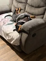 Lucky, a female Rottweiler for sale in Morrison, OK – Photo 6 of 10