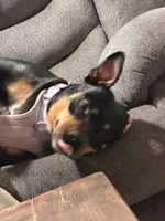 Lucky, a female Rottweiler for sale in Morrison, OK – Photo 9 of 10