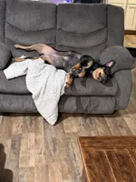 Lucky, a female Rottweiler for sale in Morrison, OK – Photo 10 of 10