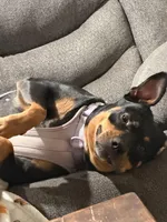 Lucky, a female Rottweiler for sale in Morrison, OK – Photo 8 of 10