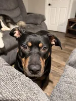 Lucky, a female Rottweiler for sale in Morrison, OK – Photo 7 of 10