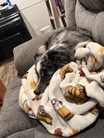 Nova, a female Australian Shepherd for sale in Morrison, OK – Photo 2 of 2