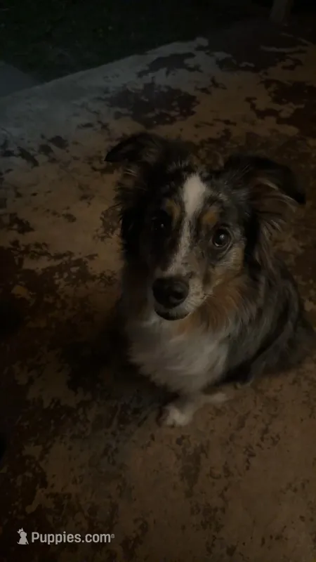 Nova – Australian Shepherd puppy for sale in Morrison, OK