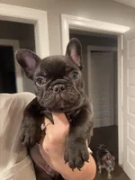 Willis, a male French Bulldog for sale in Kingston, TN – Photo 3 of 3