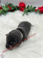 Romeo , a male Miniature Dachshund for sale in Prescott, AZ – 5 of 7