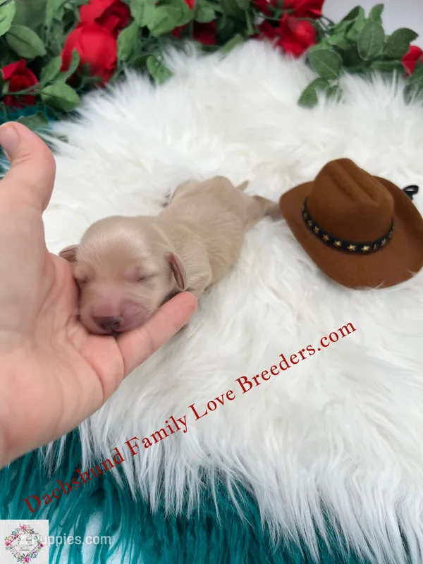 Polar Bear – Miniature Dachshund puppy for sale in Prescott, AZ