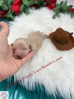 Polar Bear, a male Miniature Dachshund for sale in Prescott, AZ – 1 of 6