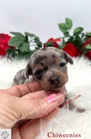 Athena, a female Miniature Dachshund and Chiweenie for sale in Prescott, AZ – 7 of 10