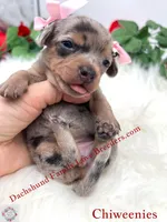 Athena, a female Miniature Dachshund and Chiweenie for sale in Prescott, AZ – 5 of 10