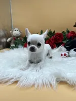 Jiggy , a male Chihuahua for sale in Prescott, AZ – 6 of 6