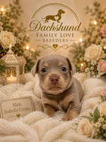 Beautiful boy, a male Miniature Dachshund for sale in Prescott, AZ – 1 of 6