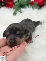 Blue Angel, a female Miniature Dachshund for sale in Prescott, AZ – 6 of 7
