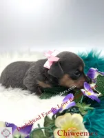 Fancy, a female Miniature Dachshund and Chiweenie for sale in Prescott, AZ – 4 of 6