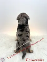 Archy , a male Miniature Dachshund and Chiweenie for sale in Prescott, AZ – 5 of 8
