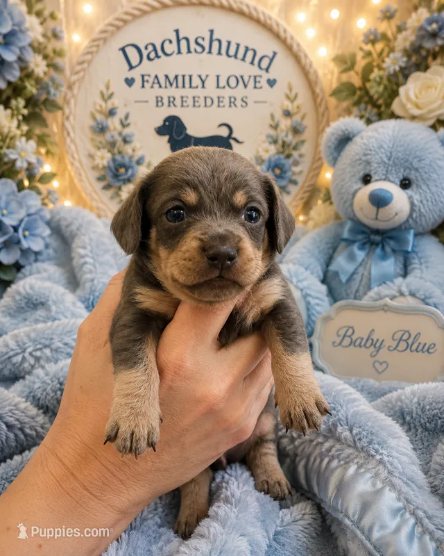 Blue Bear – Miniature Dachshund puppy for sale in Prescott, AZ