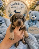 Blue Bear Minature , a male Miniature Dachshund for sale in Prescott, AZ – 3 of 7