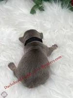 Jagger, a male Miniature Dachshund for sale in Prescott, AZ – 3 of 7