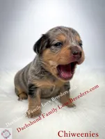 Archy , a male Miniature Dachshund and Chiweenie for sale in Prescott, AZ – 3 of 8